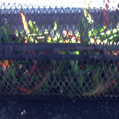 basket-of-pintandos-chiles Basket of fresh Pintando chiles