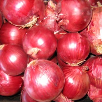 Red onions grown at Snake Ranch Farm