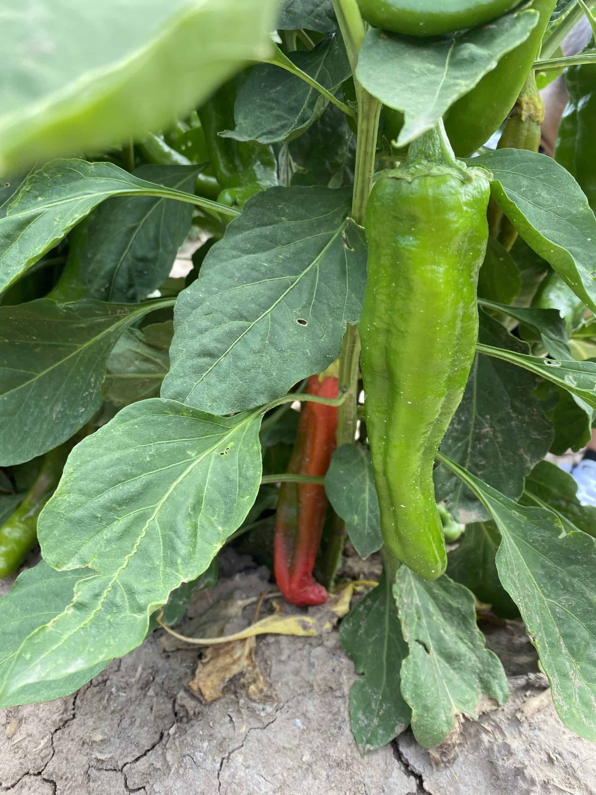 Chile Plant with red and green