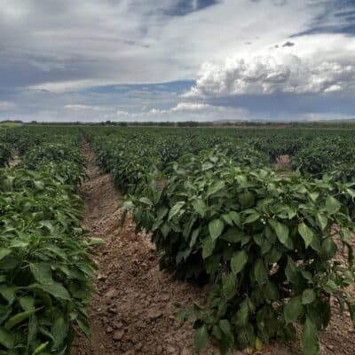 2026 chile field