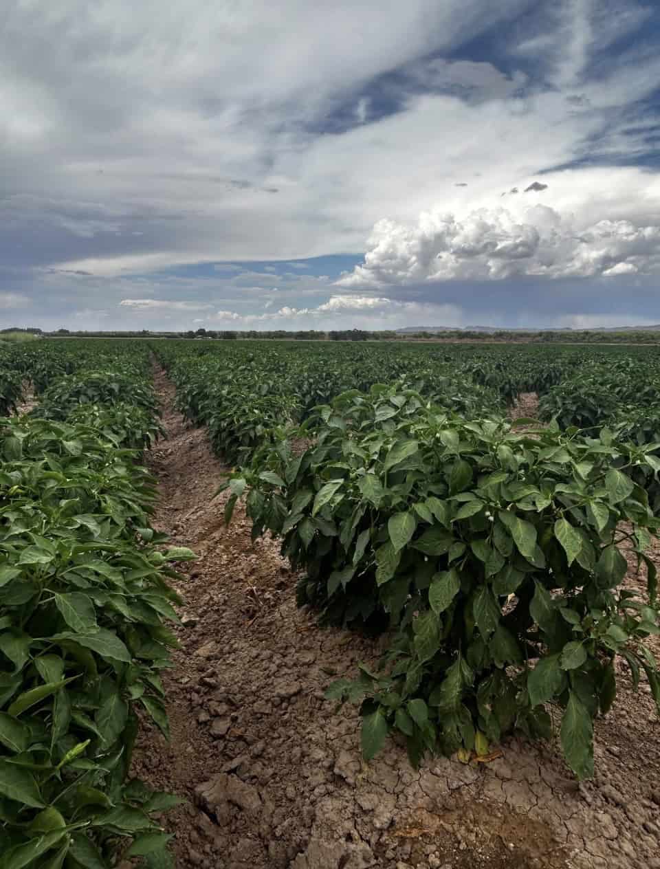 2026 chile field